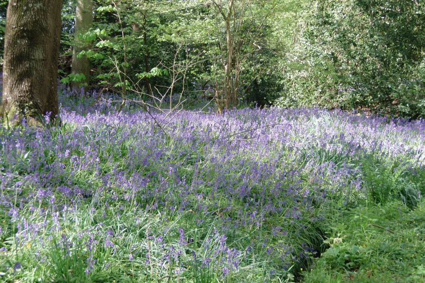 Bluebells